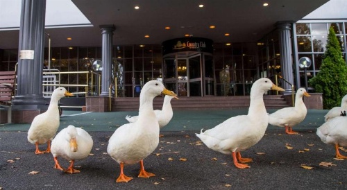 Country Club Tasmania Launceston image 3